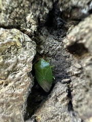 Sinopla perpunctatus