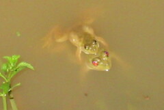 Euphlyctis cyanophlyctis