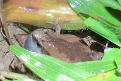 Microhyla mymensinghensis