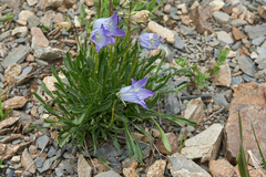 Campanula tridentata biebersteiniana