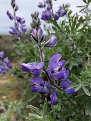 Lupinus chamissonis