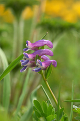 Corydalis