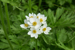 Anemonastrum fasciculatum