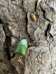 Sinopla perpunctatus