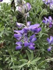 Lupinus chamissonis