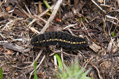Parnassius nordmanni