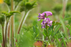 Corydalis