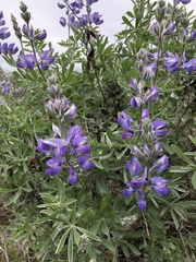 Lupinus chamissonis