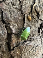 Sinopla perpunctatus