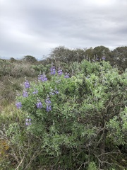 Lupinus chamissonis