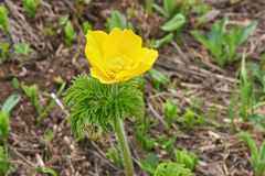 Pulsatilla aurea