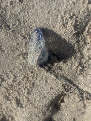 Physalia physalis