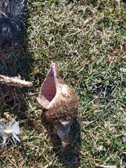 Fusitriton magellanicus