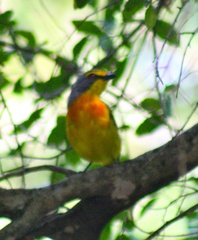 Telophorus sulfureopectus