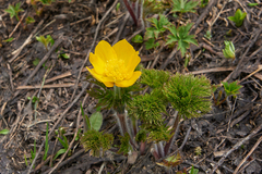 Pulsatilla aurea