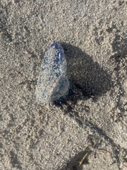 Physalia physalis