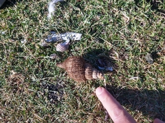 Fusitriton magellanicus