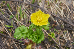 Trollius ranunculinus