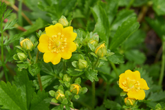 Potentilla ruprechtii