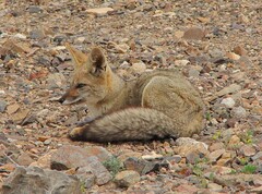 Lycalopex