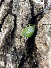 Sinopla perpunctatus