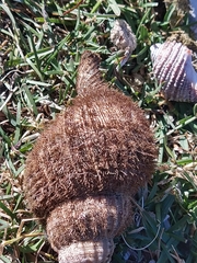 Fusitriton magellanicus