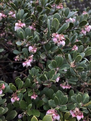 Arctostaphylos pumila