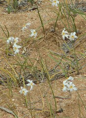 Leucocoryne coronata