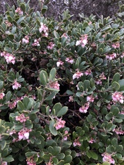 Arctostaphylos pumila