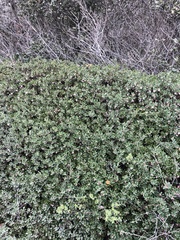 Arctostaphylos pumila