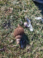 Fusitriton magellanicus