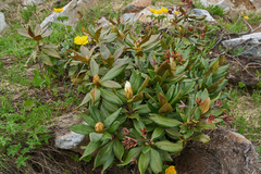 Rhododendron caucasicum