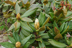 Rhododendron caucasicum