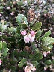 Arctostaphylos tomentosa