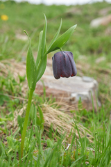 Fritillaria latifolia