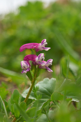 Corydalis conorhiza