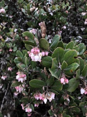 Arctostaphylos tomentosa