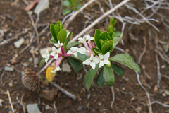 Daphne glomerata