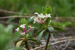 Daphne glomerata