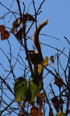 Paraxerus cepapi cepapi