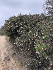 Arctostaphylos tomentosa