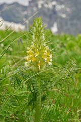 Pedicularis condensata