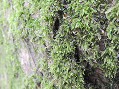Rhynchostegium confertum
