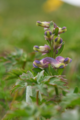 Corydalis conorhiza
