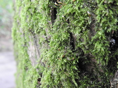 Rhynchostegium confertum