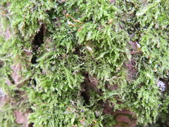 Rhynchostegium confertum