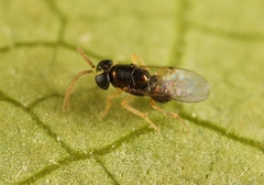 Encyrtidae