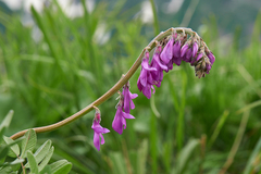 Hedysarum caucasicum