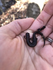 Plethodon dorsalis