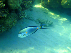 Acanthurus sohal